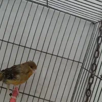 قناری ماده سرخ آماده