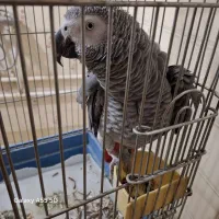 فروش کاسکو