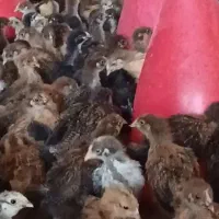 جوجه مرغ محلی دوماهه