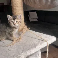 بچه گربه بریتیش اسکاتیش