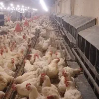 استخدام در مرکز پرورش مرغ اجداد سپید ماکیان
