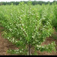 نهالستان اسماعیلی