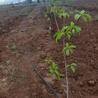 باغ سیب تاکستان|فروش دفتر صنعتی، کشاورزی، تجاری|تهران, سرو آزاد|دیوار