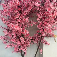 درختچه شکوفه