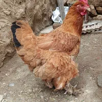 مرغ محلی|حیوانات مزرعه|مهاباد (آذربایجان غربی), |دیوار