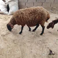 دوتا گوسفند نذری چ