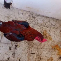 لاری