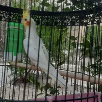 فروش عروس هلندی