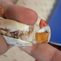 ۴ جفت فنچ یجفت اروپایی قسمت جمع ۱۵۰۰