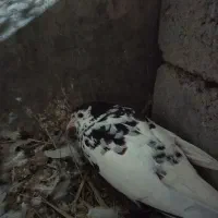 ماده افشون
