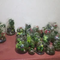 تراریوم بهترین هدیه گلیتا