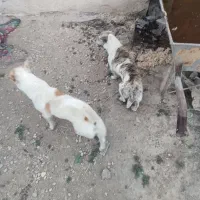 سگ خونگی