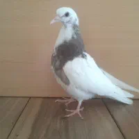جوجه   تهرانی و پاکستانی هیچ پری