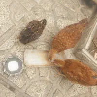 بلدر چین و جوجه مرغ