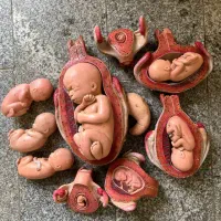 مولاژ رحم و جنین