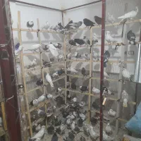 کبوترپرشی زینتی