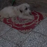 سگ شیتزو ماده 1/5 فقط فقط تا امشب
