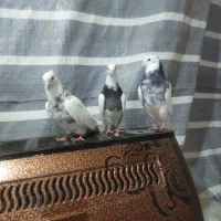 طوقی|پرنده|شیرین‌سو, |دیوار