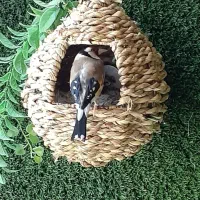 جوجه سهره خانگی