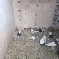 کفتردورنگ|پرنده|دهبکری, |دیوار