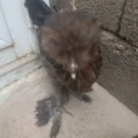 مرغ سلطان کاکل بسر