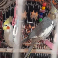 عروس جفت با بچه