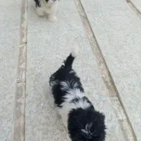 سگ پاکوتاه