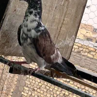 کفتر نر سرور و ماده قاره خرمایی