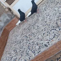 دومبی نر وماده