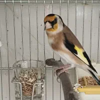 سهره حلب چهار گل.جفتی