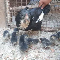 مرغ گلین با تعداد ۱۰عدد جوجه