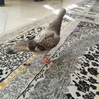کبوتر|پرنده|اصفهان, حصه جنوبی|دیوار