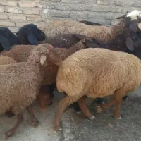 بره ۴ ماهه