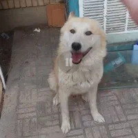 سگ هاسکی