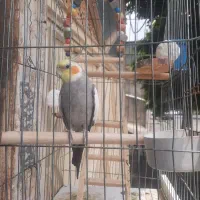 عروس هلندی سخنگو