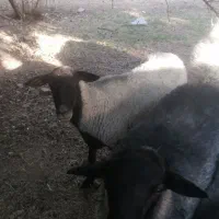 میش وبره رومانو ف وافشار