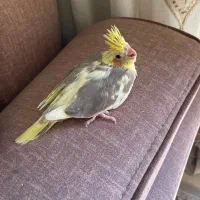 جوجه عروس