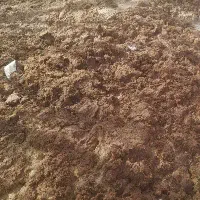کود حیوانی بدون اشغال