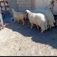 یک عدد قوچ و دوعدد میش کله بور