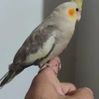 جوجه عروس سرلاکی ..نرمه خور و دانه خور دستی