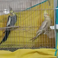 عروس هلندی