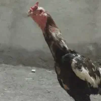 خروس لاری
