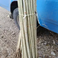 حراج صنوبر نگرای ترکیه