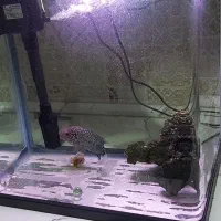 دلسا k390،کامفا،سهره قناری،طوطی