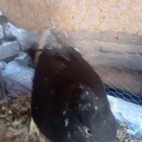 کبوتر