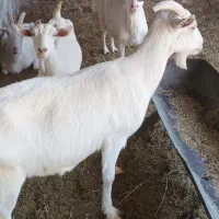 بز سانن کهره بره میش دوبر