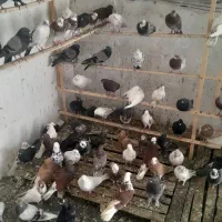 کفتر پرشی