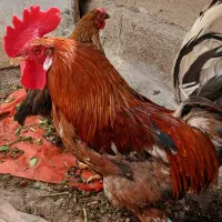 خروس|حیوانات مزرعه|اهواز, منبع اب|دیوار
