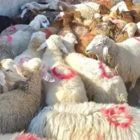 گوسفند زنده