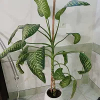 گل دیفن باخیا بزرگ